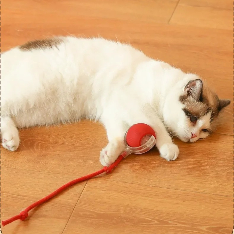 SICAK Akıllı Kedi Oyuncakları  - Pet Supplies First incelemesi ve fiyatı